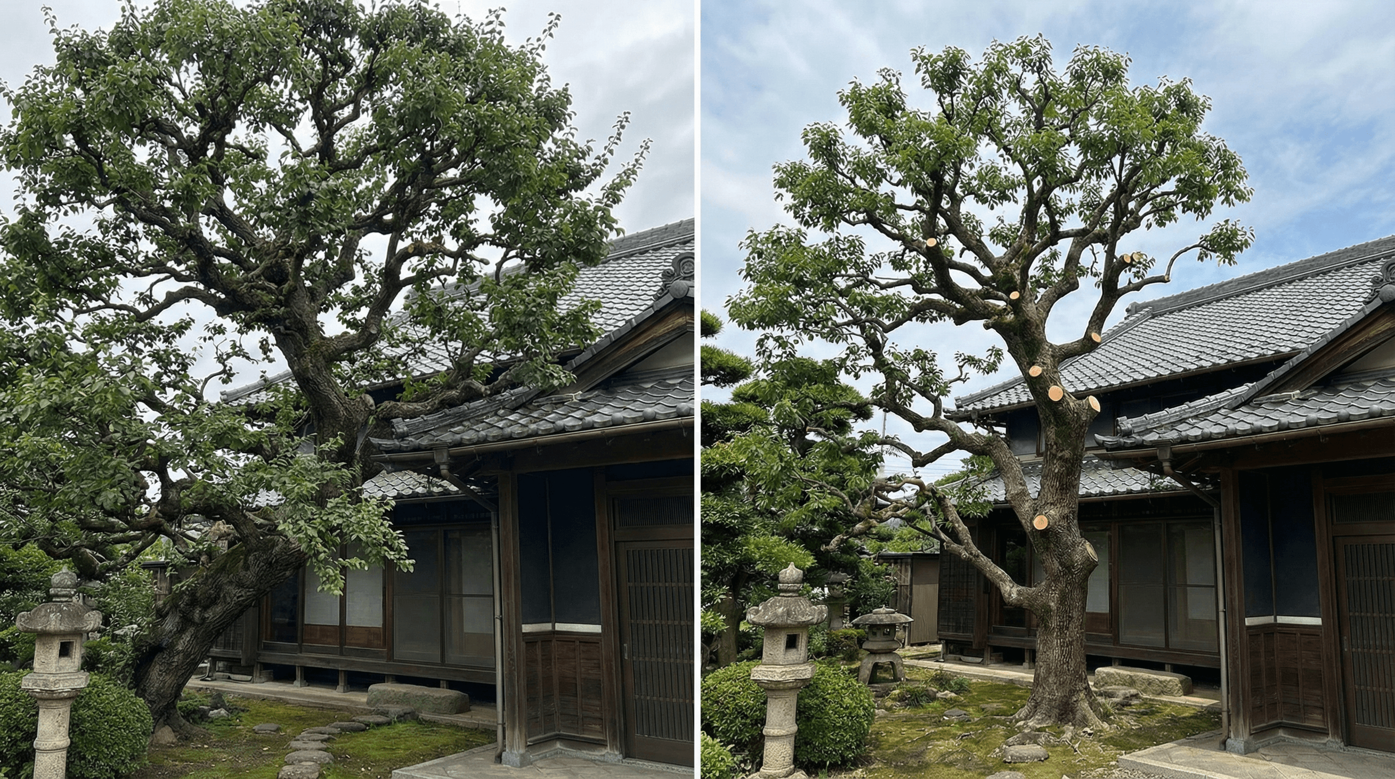 屋根を超えて隣家に侵入していた大きな枝が、安全かつ綺麗に切除された状態のBefore/After画像